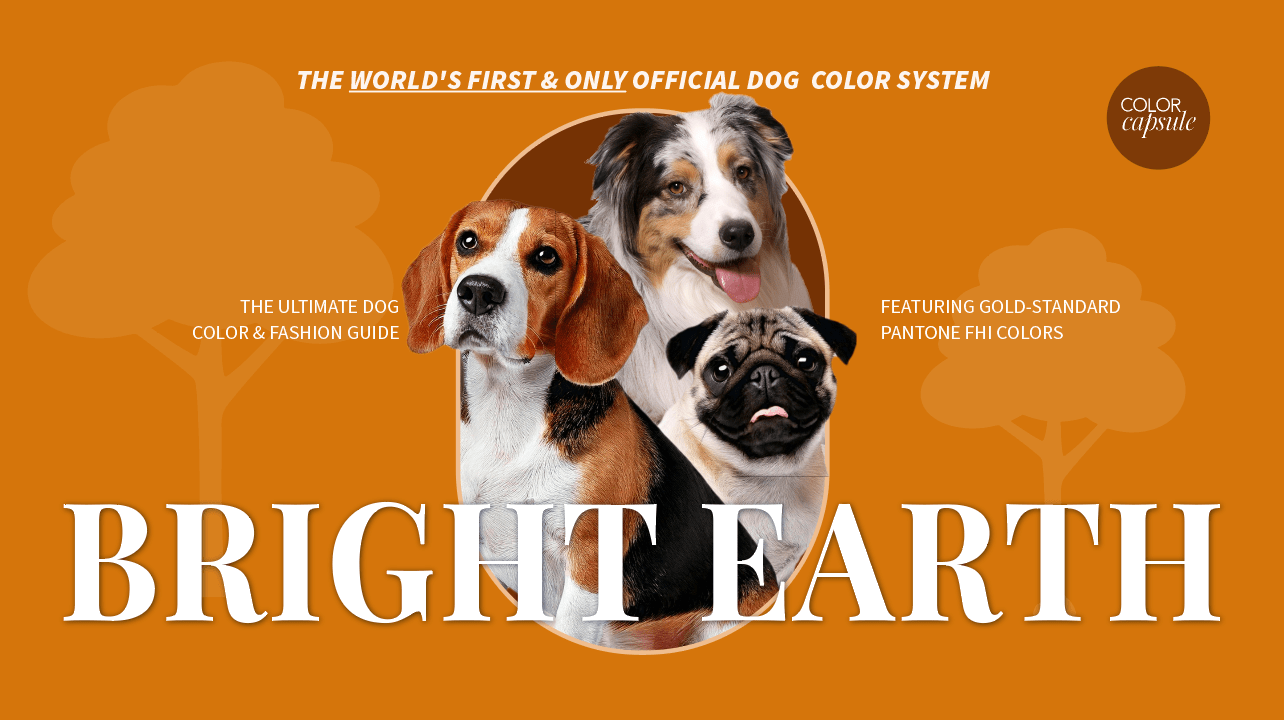 bright earth dog beagle best color clothes tricolor dog